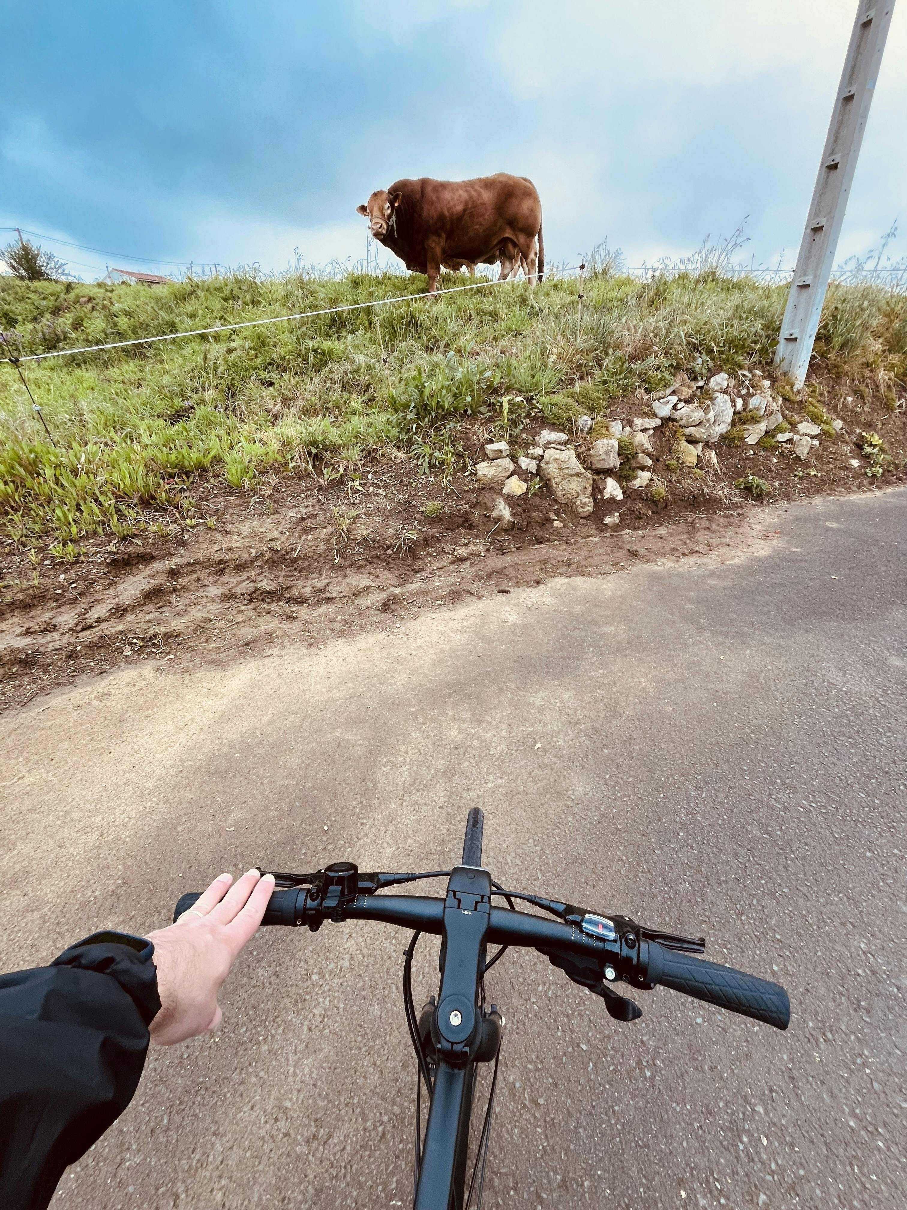 Mi bicicleta en frente a un toro