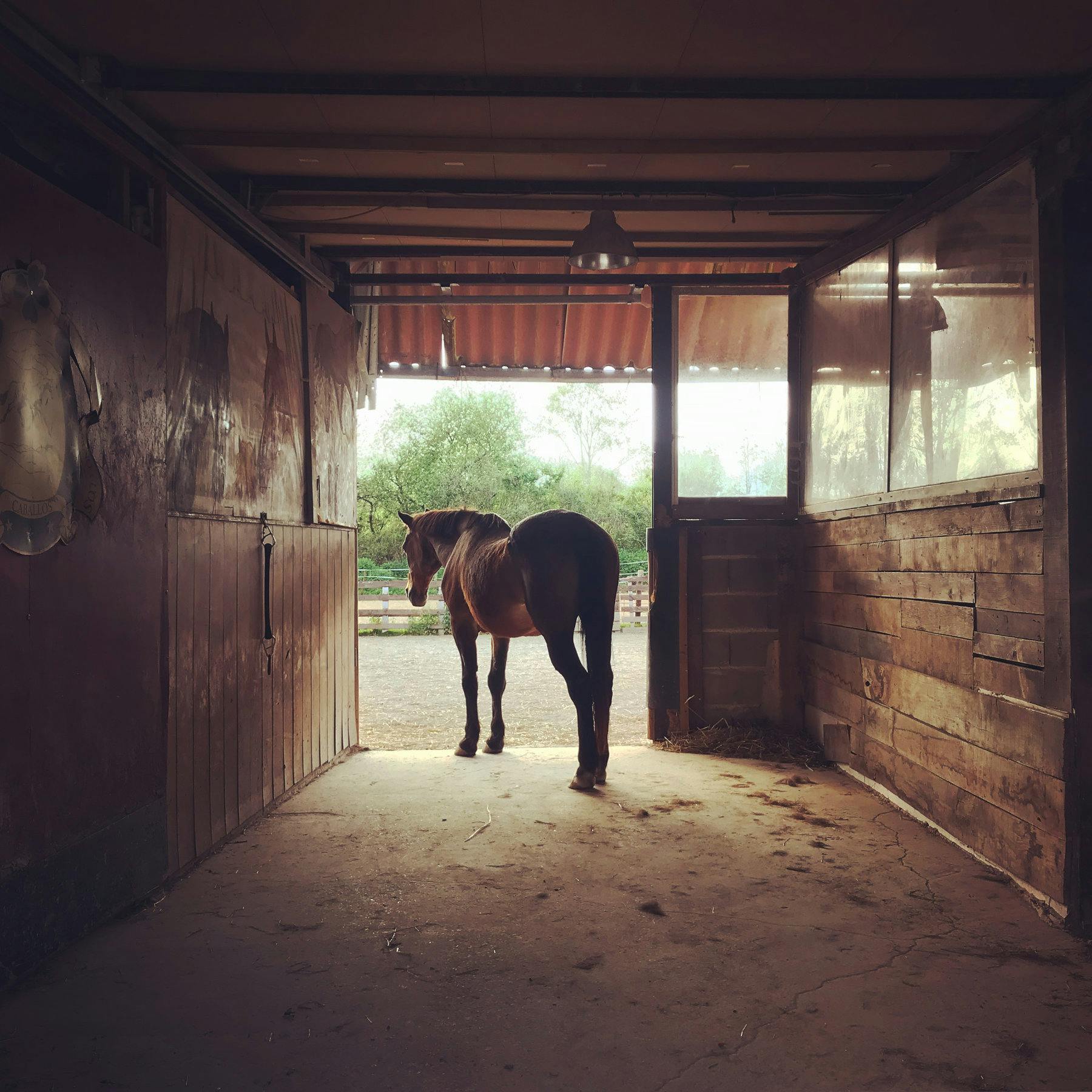Fotografía de un caballo